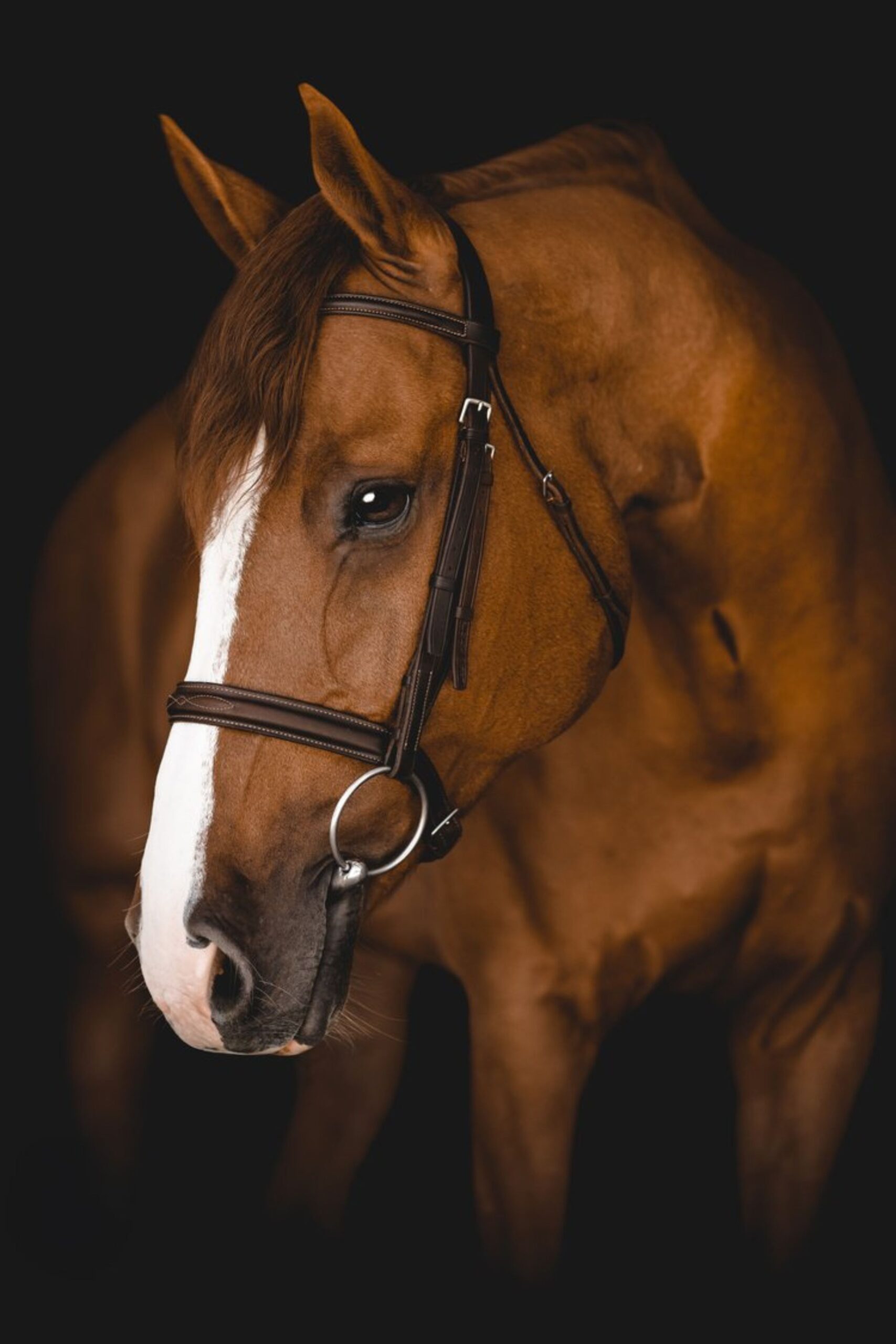 Horse Names