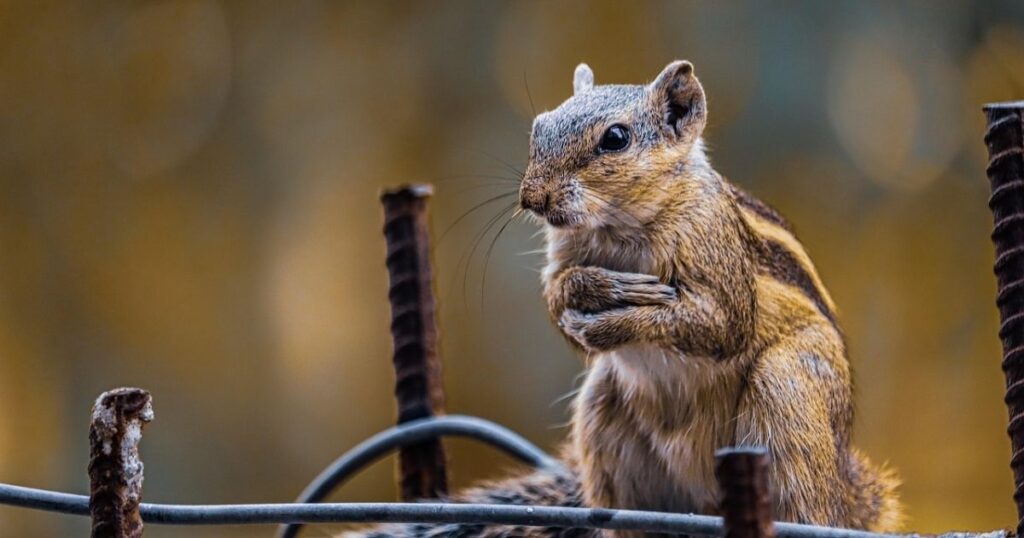 Chipmunk Names