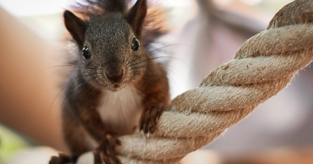 Chipmunk Names Boys
