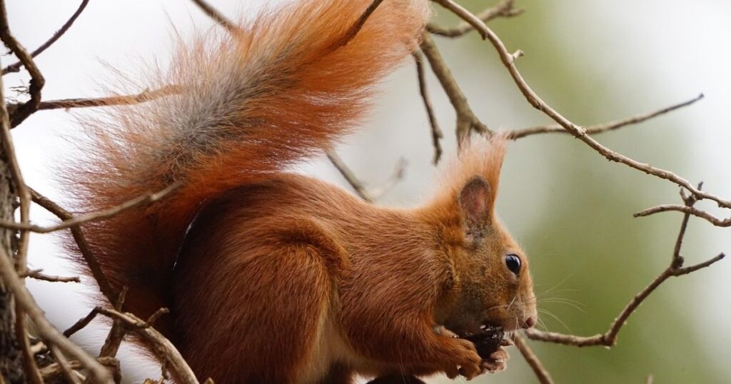 Unique Chipmunk Names