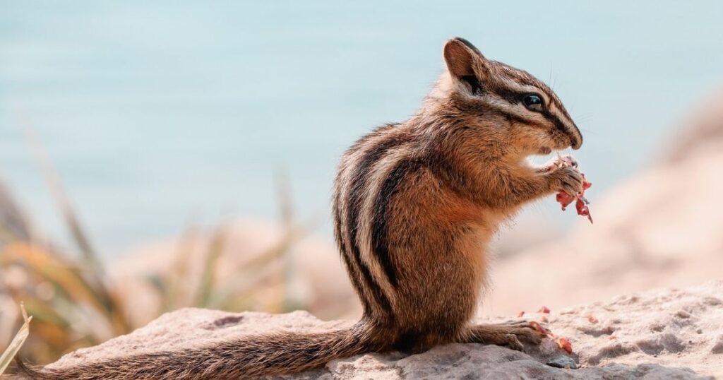 cool chipmunk names