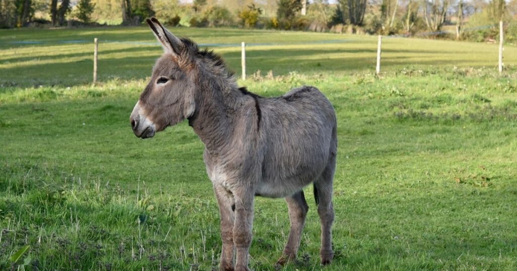 Donkey Name Generator