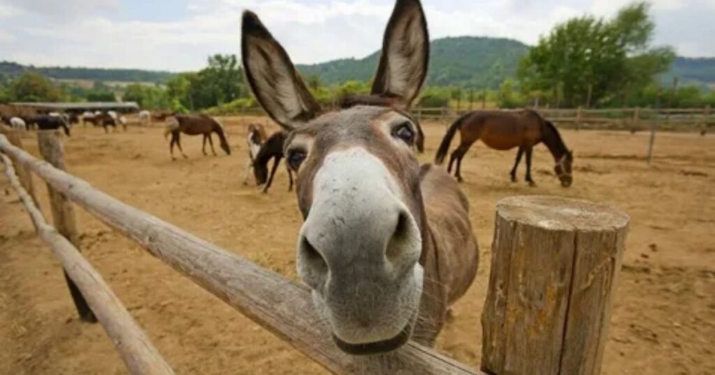Funny Donkey Names