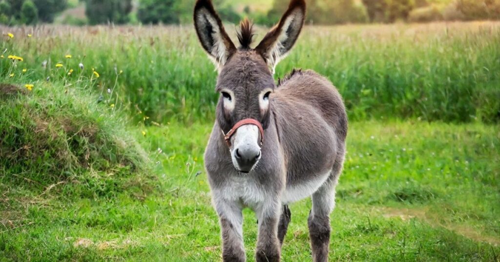 Good Donkey Names