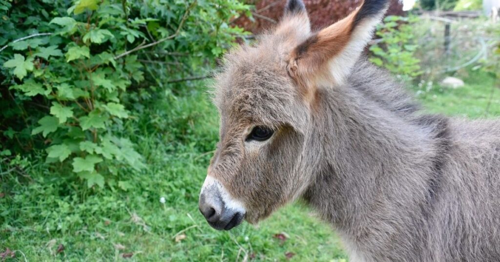 Mini Donkey Names