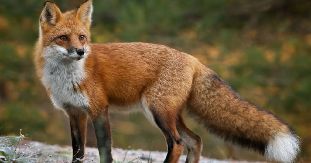 Female Fox Names