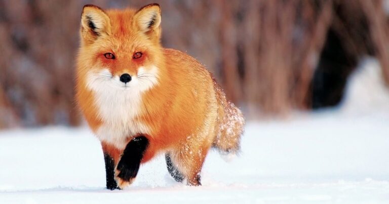 Fox Names