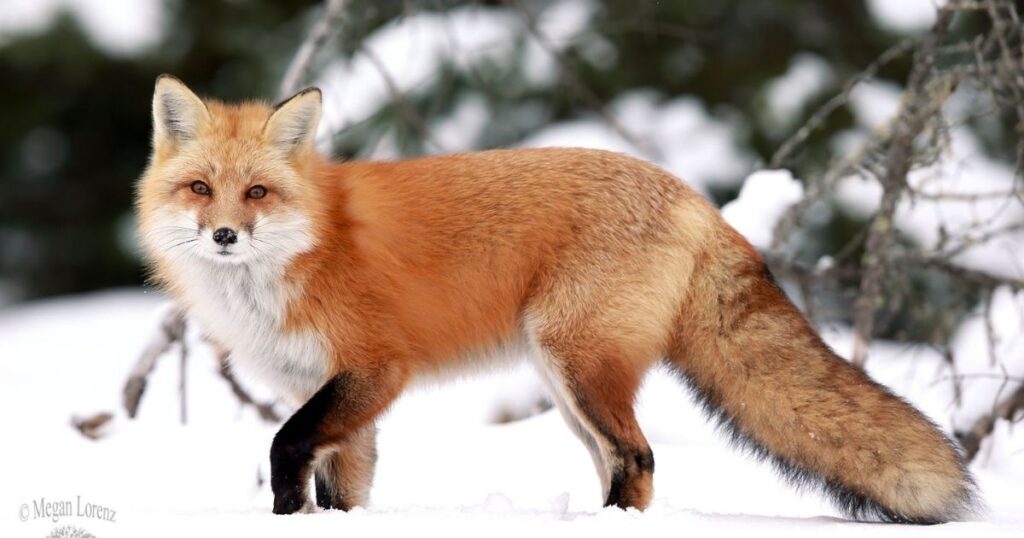 Good Fox Names