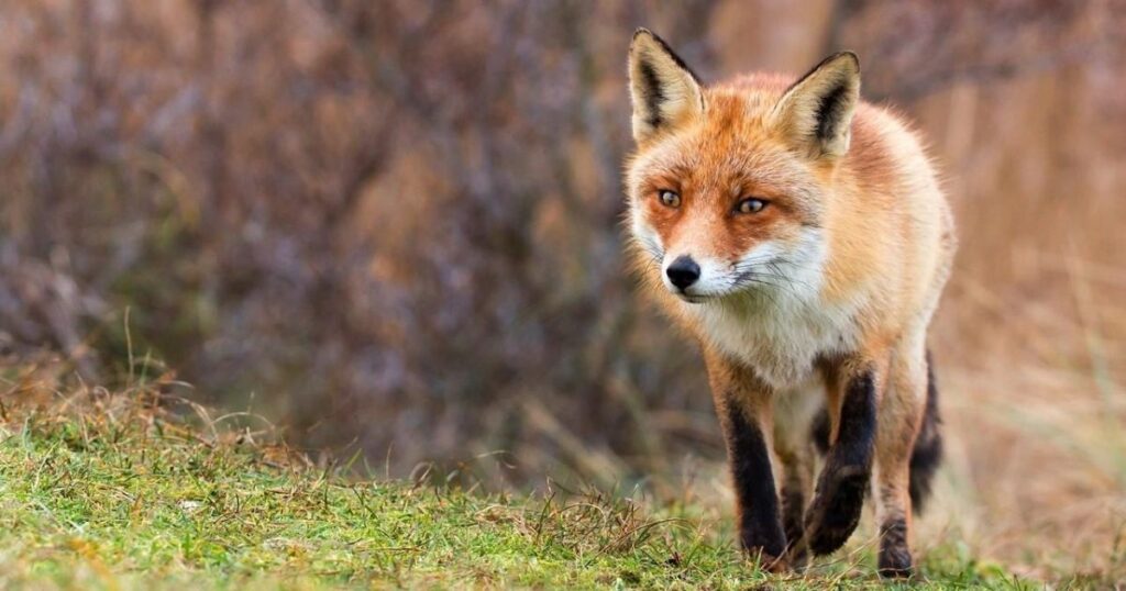 Red Fox Names